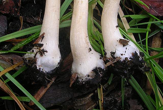 Conocybe hornana     Singer & Hausknecht